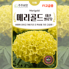 [주주씨앗] F1교배종 메리골드 키작은 대륜종 태산옐로 10립 노란색 마리골드 꽃씨 꽃씨앗 종자 씨 몰, 1개