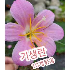 기생란 10개묶음/월동되는 꽃색이 제일 아름다운 분홍 샤프란, 10개