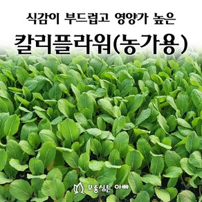 [모종심는아빠] 식감이 부드럽고 영양가 높은 칼리플라워 모종 (농가용), 4개