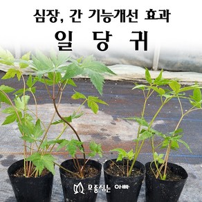 [모종심는아빠] 심장과 간기능 개선에 도움을 주는 당귀모종 일당귀, 1개