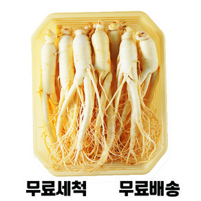 [청년프레쉬] 금산 세척 인삼 200g-750g 수삼 담금주 간식선물 삼 삼계탕 오쿠용 난발삼 5년근 6년근 홍삼, 200g, 난발삼(콩삼), 1개