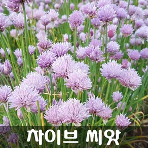 [해피플라워] 차이브 산파 씨앗 500립 / 봄 여름 가을 파종 꽃씨