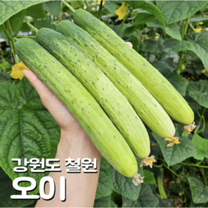 [달콤밥상 오이] 물 좋은 철원 산지직송 오이, 50개, 10kg, 특
