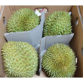 항공직송 태국 생 두리안 생두리안 통두리안 1kg(1-2수) / 10kg(3-4수) 열대과일 두리안생 durian 태국생두리안 생두리안10kg 생통두리안 듀리안 생두리안10kg1통