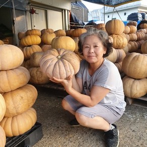 국내산 늙은호박 맷돌호박 멧돌호박 둥근호박 할로윈 중탕용