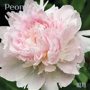 작약 숙근(2~3촉) 입고 금강원예, 1개, Pink-피처