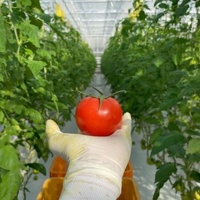 농장직송 유럽종 완숙토마토 2.5kg 5kg [원산지:국산(경상북도 상주시)], 1박스, 완숙토마토_쥬스용 5kg
