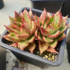 [수암다육] 불새 랜덤발송 Echeveria agavoides 랜덤발송 다육 다육이 다육식물 129