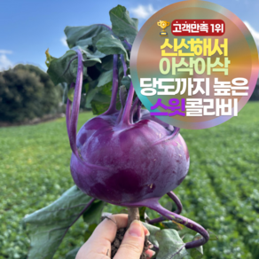 [12브릭스] 달큰아삭 제주 햇 콜라비 특상품 농장 직송 보라 무우, 1개, 8kg