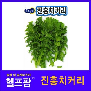 헬프팜 진흥치커리 4g 종자 치커리 씨앗 진흥종묘, 1개