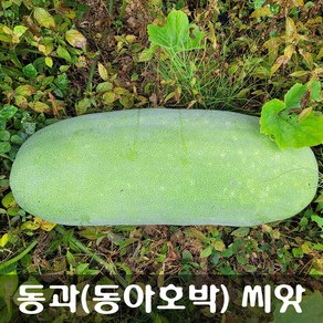 [해피플라워] 이뇨작용 부종개선 다이어트와 비만개선에 효과적인 동과(동아호박) 씨앗 100립 / 봄 파종 꽃씨