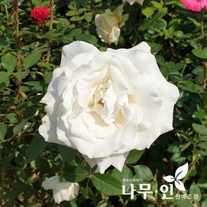 [나무인] 섬머스노우 사계줄장미 망포트, 1개