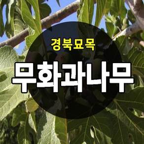 [경북농원] 무화과나무 바나넷 망고무화과 2-3년 특묘목 판매중, 무화과, 1개