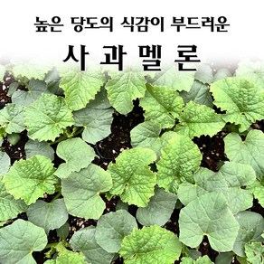 [모종심는아빠] 사과의 외관으로 아삭하고 당도높은 사과멜론 모종, 1개