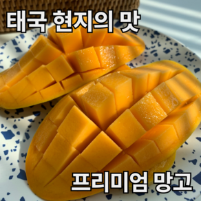 [초고당도 살살녹는] 달달스윗 태국 항공직수입 마하차녹 무지개망고 골드망고