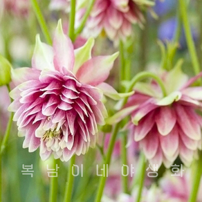 겹매발톱 노라바로우 [3포트 복남이네야생화 모종 매발톱꽃 aquilegia]