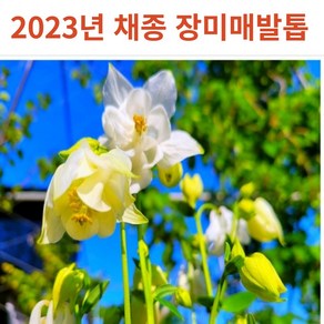 2023년 채종 고급스런 겹 매발톱 장미 매발톱 꽃 씨앗 100립