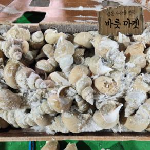 국산 선동 백고동 백골뱅이 10kg 업소용 대용량, 대 10kg (1kg 15~20미), 1개