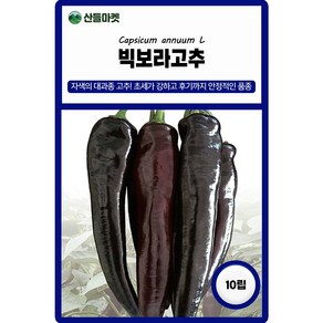 산들마켓 빅보라고추 씨앗 10립 대과종 자색고추씨 종자, 1개