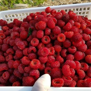 [당일발송] 산딸기 500g 1kg 2kg 제철 냉동 생산딸기 포항 장기 청도 라즈베리 raspberry 효능 농장