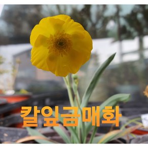 [비젼플라워] (야생화놀이터)---노지월동--베란다월동-금매화-칼잎금매화, 1개, 00