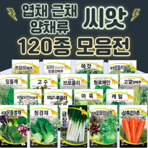 채소씨앗 / 공심채 루꼴라 케일 고수 깻잎 브로콜리 청경채 시금치 치커리 쑥갓 종자, 64. 청갓 30g, 1개