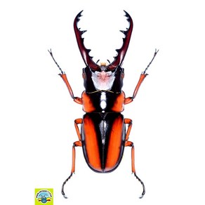 (Posopocoilus savagei) 사바게이톱사슴벌레 [L-9-185] 곤충표본, 50~54mm, 1개
