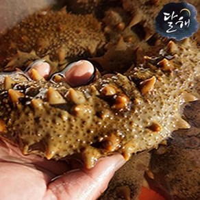 통영 자연산 해삼/해삼(대) 1kg, 1개, 해삼1kg