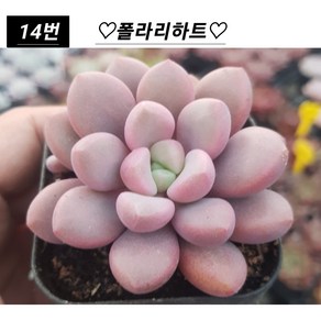 희귀다육 28종 모아보기, 1개