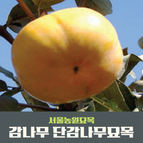 서울농원묘목/감나무 묘목 대봉 야오끼(왕대봉) 둥시 차량단감 월하시, 1개