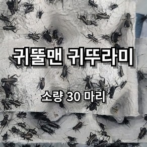 [귀뚤맨] 쌍별 귀뚜라미 소량 귀뚜라미 파충류 양서류 먹이 30마리, 30, 극소, 1세트, 1g