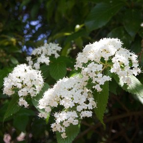 [새싹에서 나무까지] 덜꿩나무 (키 80cm~100cm) 개화주 (분묘)