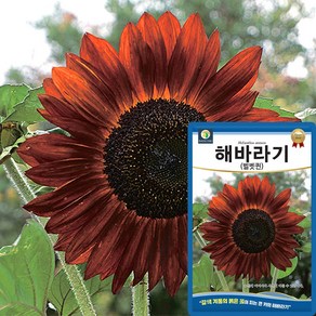 산들마켓 해바라기 씨앗 50립 벨벳퀸 큰키 해바라기 꽃씨 종자, 1개