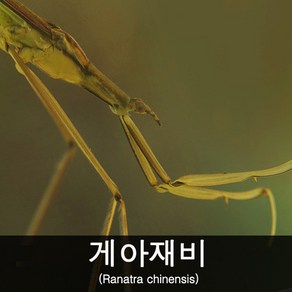 수서곤충키우기-게아재비사육-관찰용게아재비키우기, 1개