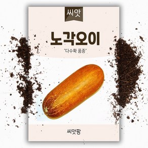 노각오이 씨앗 (50립) 조선오이 오이 씨 종자 씨앗, 1개