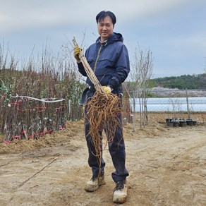 가시있는 참두릅 두릅나무 묘목 2년생 특묘, 1개