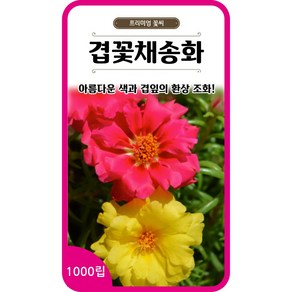 겹꽃채송화 씨앗 1000립 / 꽃씨 겹채송화 포체리카 쇠비름 rose moss seed