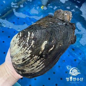 영롱한수산 산지직송 자연산 제철 왕우럭조개 1kg (미루가이), 1개