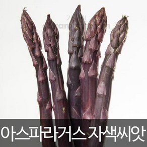 자색 아스파라거스 씨앗 채소씨앗 종자 야채 씨 40알