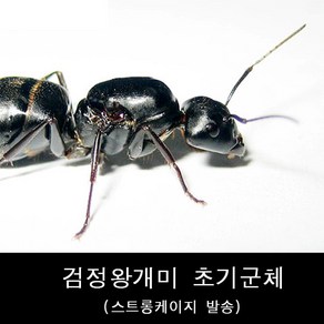 개미사육/애완개미/검정왕개미/일본왕개미초기군체