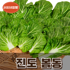 서씨네점빵 [진도직송] 진도 봄동, 1박스, 1kg