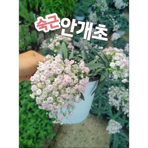 숙근 안개초-중/노지 월동 가능한 영어 이름은 (baby's breath) 