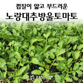 [모종심는아빠] 껍질이 얇고 부드러운 노랑대추방울토마토 모종, 1컵, 1개