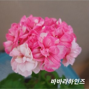 바바라하인즈 유럽제라늄, 1개