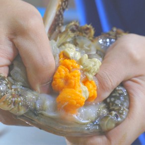 제철 봄 활 알배기 암 꽃게 1kg (서해안 태안), 1개, [당일조업] 활 암꽃게 1kg (4-6미)
