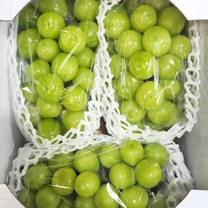 프리미엄 샤인머스켓 망고포도 망고향 가정용 선물세트, 1박스, 2kg(4-5수)