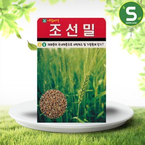 솔림텃밭몰 조선밀씨앗 30g 조선밀 재래종 국내채종 새싹채소