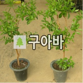 구아바나무 묘목 키100cm 결실주