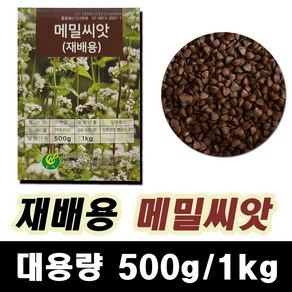 메밀 메밀씨앗 500g 메밀꽃 재배용 국내산