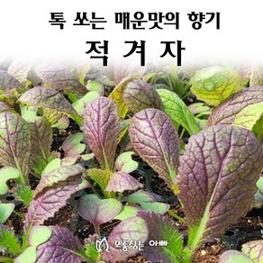 [모종심는아빠] 톡쏘는 매운맛과 향기 적겨자, 12개